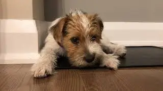 Henry the Jack Russell Terrier Dog Eats a Pepper - ASMR