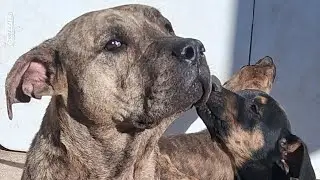 Puppy Power in the evening