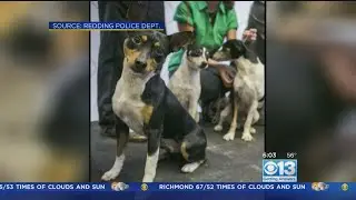 $30K Reward Offered After Van Full Of Show Dogs Stolen In Redding