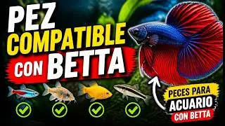 ✅ Pez compatible con betta / Peces para acuario con betta 😳👈