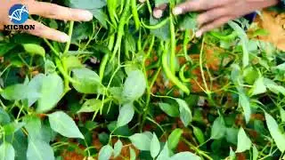 Micron company Salam #salam #chilli #farming