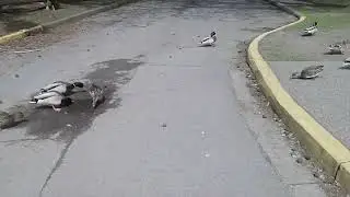 Ducks Crossing the Road while sipping on a puddle of water; Animal Vlog Episode 70