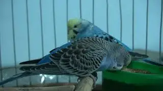 amazing colorful parrot, #parrot, ep 9088
