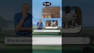 Доктор Пол отвечает: Почему кошки мурлыкают? 🐱🤔 #drpol
