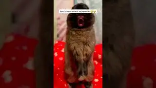 Best funny animal expressions🤣😂 #viral #reels #trending #subscribe #comedy #funny #india #fypシ