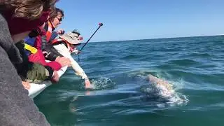 Whale Watching in Guerrero Negro