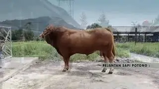 Balai Inseminasi Buatan