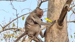 O M G  ! What Happened Young Mom Monkey Feel S c@re Hugging Baby Monkey On the Tree