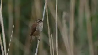 Moustached Warbler (Acrocephalus melanopogon)