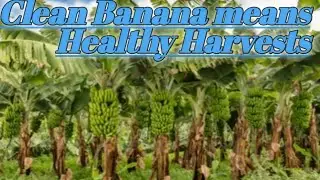 Cleaning up Banana Farm//A clean banana farm means healthy harvests//🤗🤗🤗🤗🤗🤗