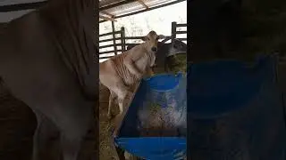 Vaca en el corral baila con 