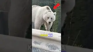 ⚠️Гибрид: Белый медведь и гризли!🐻🐻&zwj;❄️ #шорты #грулар #медведь