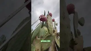 Firmly grasp it (prickly pear) #garden #p!nk