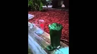 Green Pond Scum