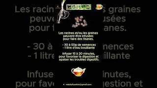 61 4et5.6 CAROTTE SAUVAGE Cuisine et R&eacute;colte