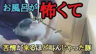 【音量注意⚠️】ご近所からクレームが来る様な激しい声出しちゃったマイクロブタ#お風呂#micropig #豚 #マイクロブタ #しゅーまい#豚の鳴き声