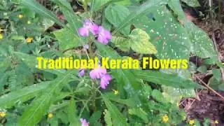Traditional flowers of Kerala