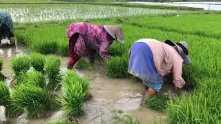 Musim sili berganti