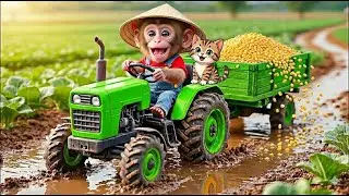 XingXing Monkey Tomato Harvest Chaos &mdash; Tractor Sinks! Smart Rescue! 🍅🚜 | XingXing MonkeyLife