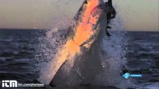 Dark Fortress and Slow Motion Shark Attack
