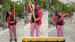 😱धामण साप निवांत बेडूक खात बसलेला पाहा🐍
