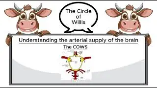 Q24-26 Vessels and Verdicts- Decoding the Brain&rsquo;s Blood Supply and Stroke Patterns
