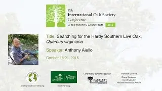 Searching for the Hardy Southern Live Oak, Quercus virginiana