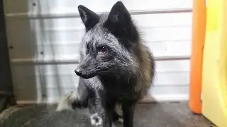 Introducing newest pet surrender Emmie 1/25/2021