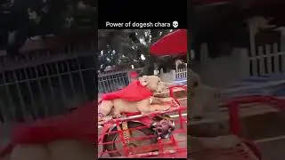 power of dogesh bhai😎😎😎 #popular #like #like #sport #sport #subscribe #virl #dog