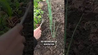 Perfekten Lauch ernten! #Lauch #gartentipps #Ernte #garten #tipsandtricks