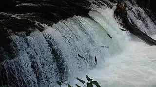 さくらの滝
