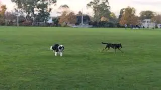 Raj and Juno Running