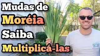 Moreia Planta /Como Fazer Mudas/ Divis&atilde;o de Plantas por Touceiras / Aprenda Multiplicar suas Plantas