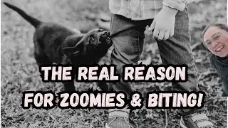 Walks: These 5 Things Stress You And Your Dog