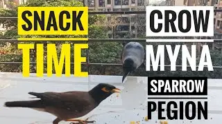 ​Jab Sab Birds Ek Saath Khana Khaane Aaye! 🐦✨