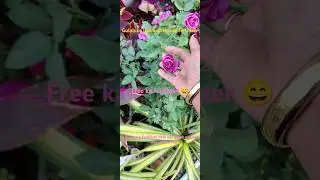 homemade fertilizer#free ka fertilizer banana sikhe#gardening #garden #gardenplants