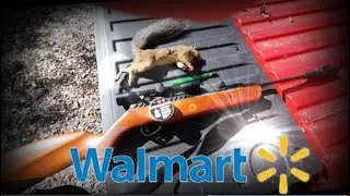 WALMART Squirrel Hunting Challenge...Airgun Style!!!