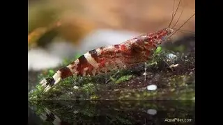 Креветка Сулавеси Ниндзя (Caridina serratirostris 