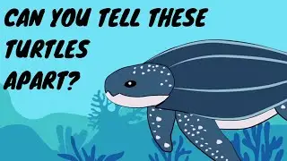 Can you tell these turtles apart? - Turtle Conservation Society of Malaysia (Pelbagai Penyu)