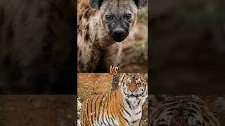 Lion Vs Hyena vs Tiger vs Hyena vspitbull vs lion #viral #shorts
