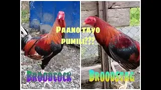 Paano tayo pumili ng ating Broodstag at Broodcock?