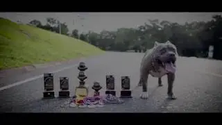 AMERICAN BULLY - FOX