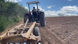 O trator MF275 cortando a terra no final da  invernada para o plantio de fava de moita