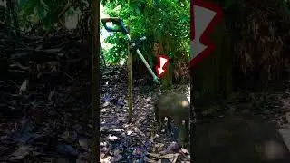 Build a pig trap using a powerful electric gun #trap #wildpig #wildboard #wildlife