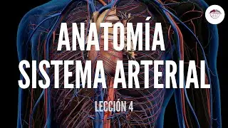 4. ANATOMÍA SISTEMA ARTERIAL (ESTRUCTURA Y FUNCIÓN DEL SISTEMA CARDIOVASCULAR)