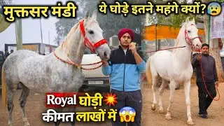 Punjab 2026 Muktsar Mandi में Royal Marwari घोड़े 😱लाखों की कीमत क्यों है? पूरी सच्चाई इस वीडियो में