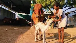 💯%pure gir cow sale Pappu gurjer dairy 8290852135