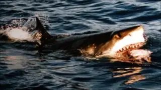 Sound Effects - Great White Shark (Jaws 4: The Revenge)