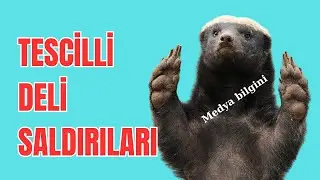 Tescilli Deli Bal Porsuğu Saldırıları  #medyabilgini 