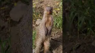 Mongoose looking for snakes #animals #shorts
